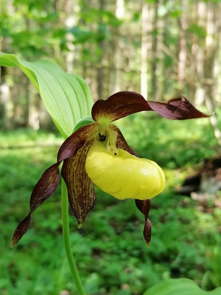 Dzūkijoje pražydo lietuviška orchidėja