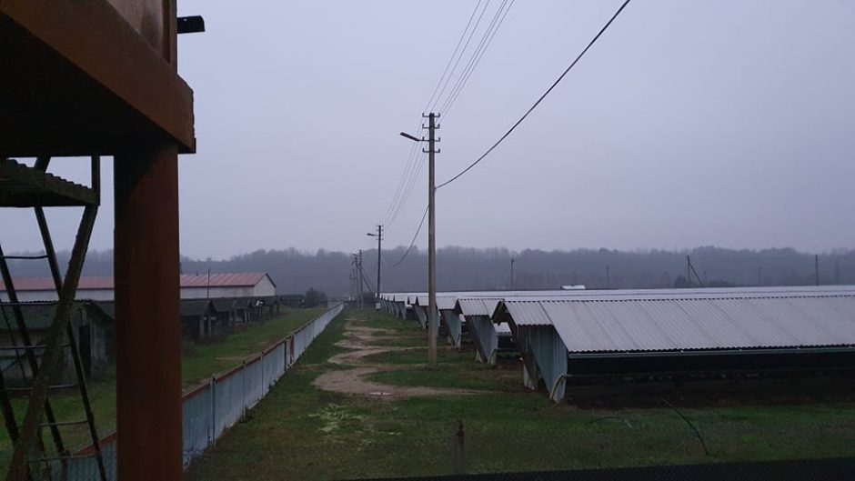 COVID-19 nustatytas Jonavos rajono ūkyje auginamoms audinėms, užsikrėtė ir vienas darbuotojas