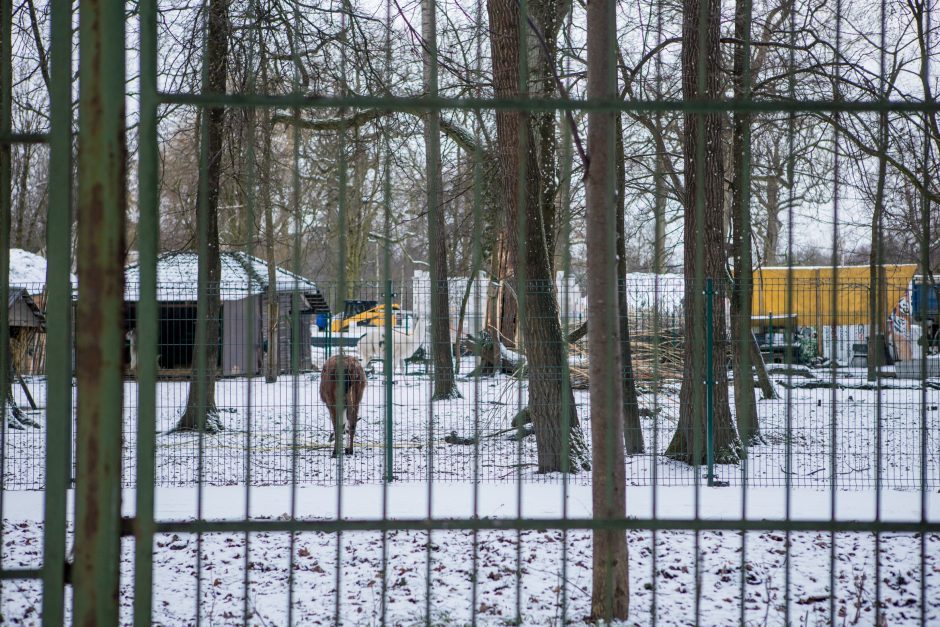 Šiurpi Zoologijos sodo mįslė: dalis jos jau įminta