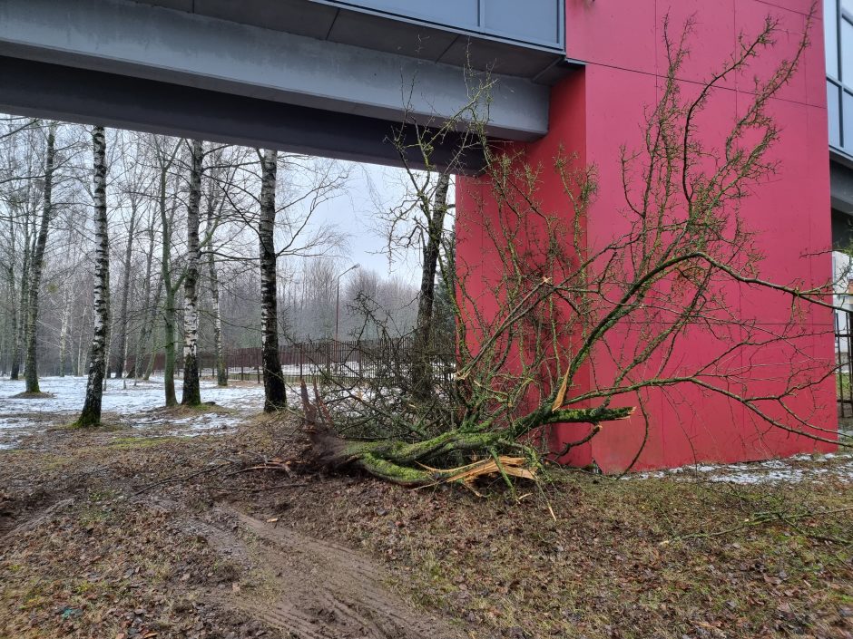 Per plauką nuo tragedijos: autobuso vairuotojas prarado sąmonę ties posūkiu, kur jo laukė keleiviai