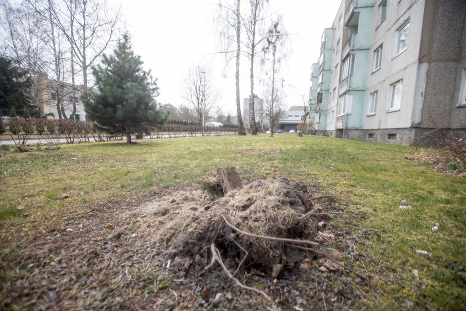 Kaimynų kovos: kuriamas grožis tapo ambicijų mūšio lauku