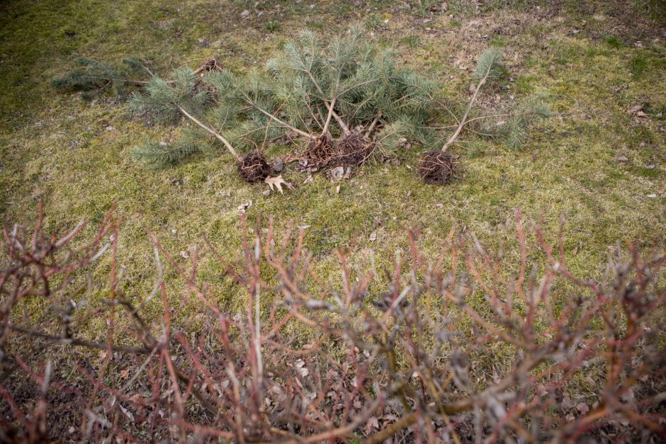 Kaimynų kovos: kuriamas grožis tapo ambicijų mūšio lauku