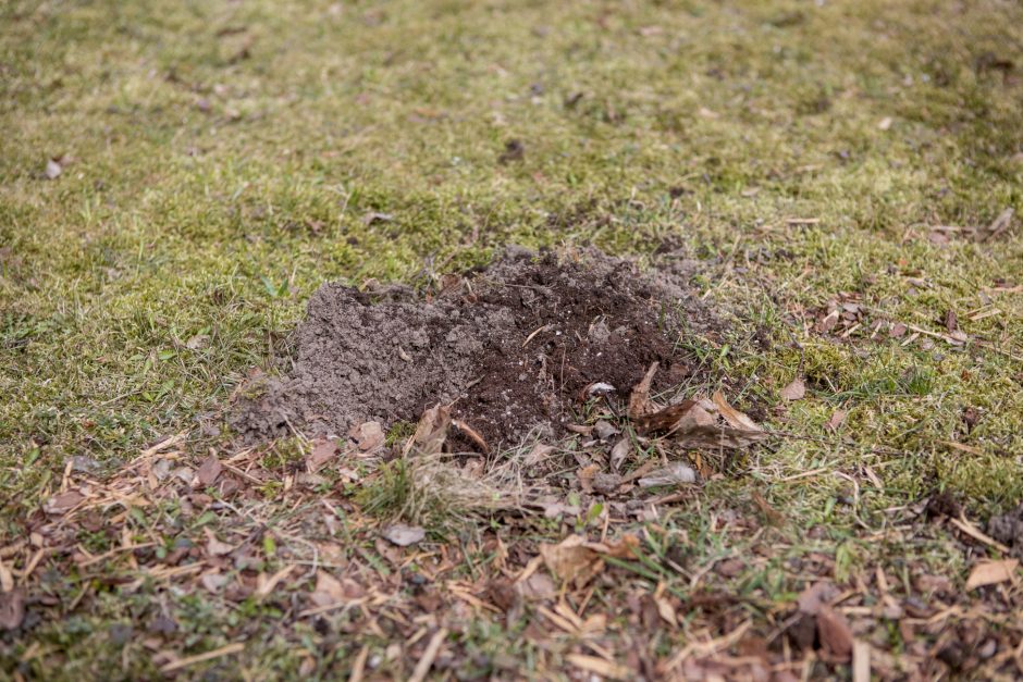 Kaimynų kovos: kuriamas grožis tapo ambicijų mūšio lauku