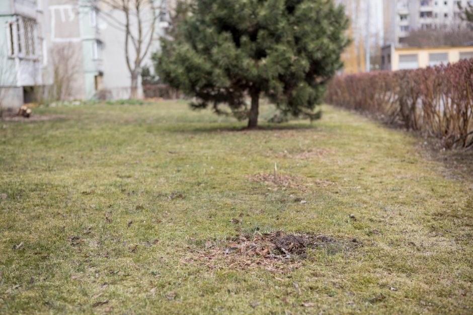 Kaimynų kovos: kuriamas grožis tapo ambicijų mūšio lauku