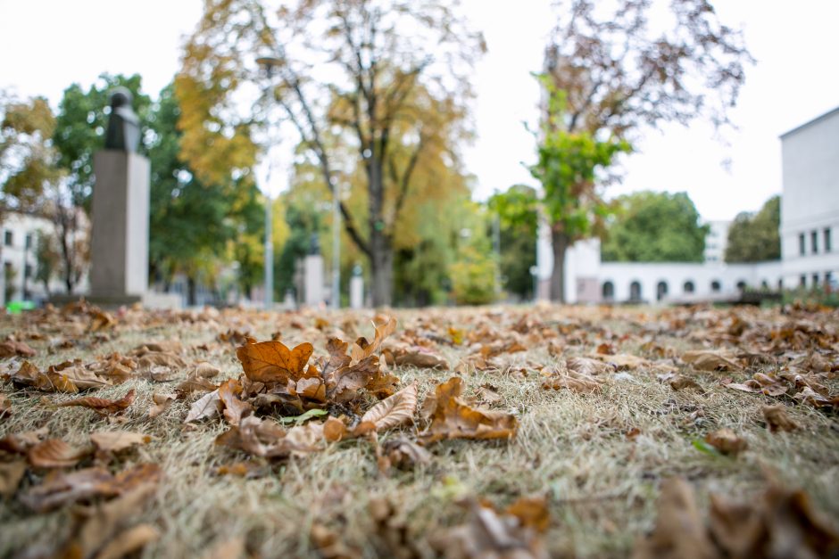 Didmaišius lapams išbandę gyventojai: pasiteisino, tai – išsigelbėjimas rudenį