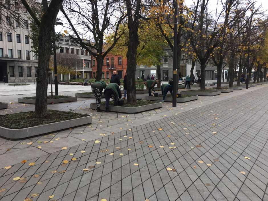 Kaunas jau rūpinasi, kad pavasarį Laisvės alėją užpildytų narcizų grožis