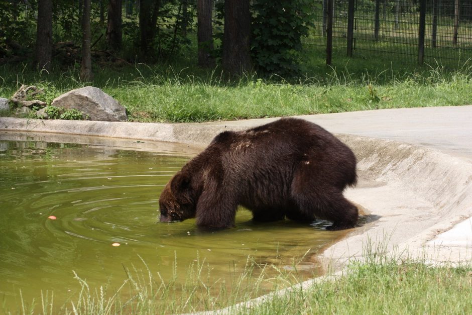 Negailestingas teismo kirtis N. Zobovui: atimta meška ir tūkstantinė bauda