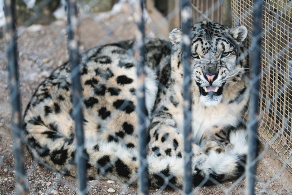 Seime iškilo klausimas, ar apskritai reikalingas Lietuvos zoologijos sodas