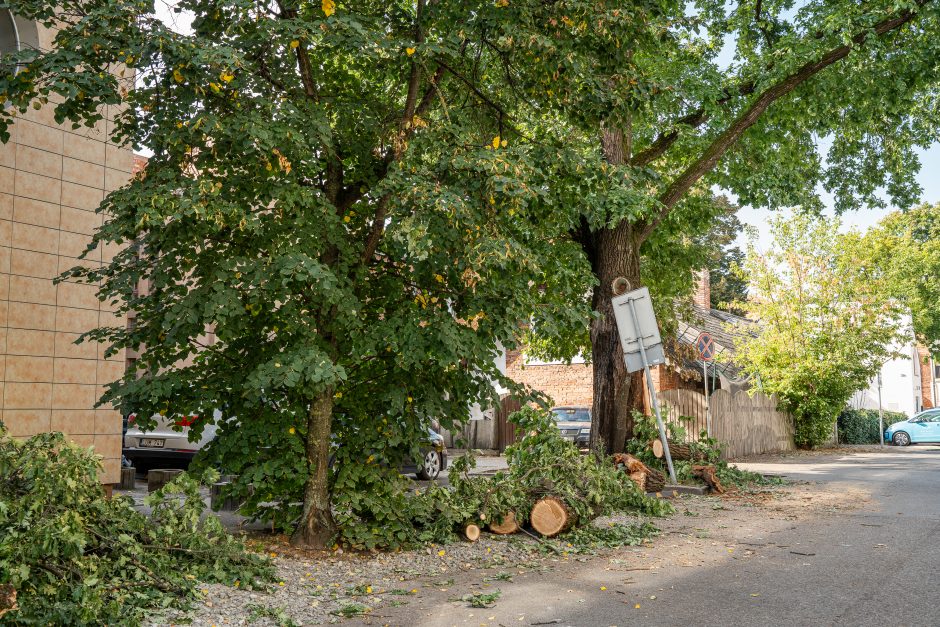 Virtęs medis pridarė daug žalos ir įsiutino gyventojus: ne pirmas kartas