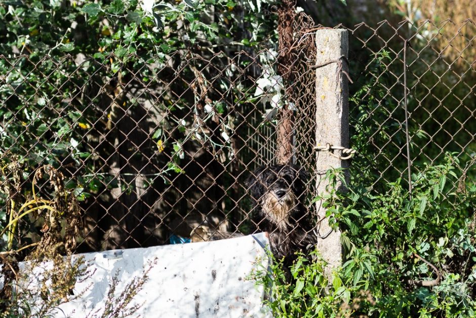 Būrys savanorių skubėjo į Panevėžio rajoną: iš apleistos trobos išgelbėta 11 šuniukų