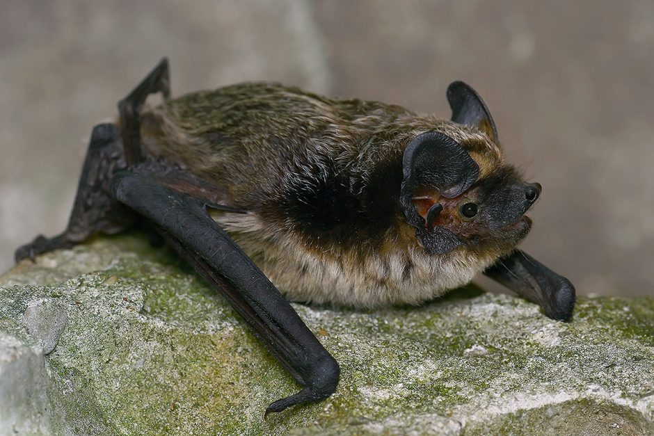 Modelių ieško gamtoje: vabzdžiai ir kiti gyviai kaunietį žavi nuo vaikystės