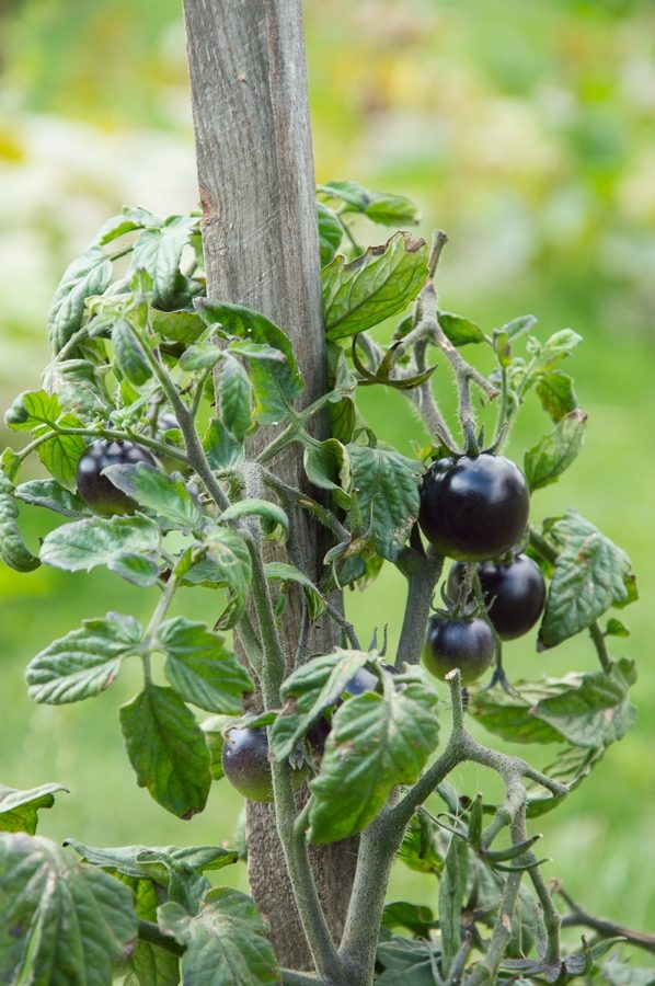 Kviečia vaikus pažinti juodus pomidorus, violetines bulves ir levandų kvapo mėtas