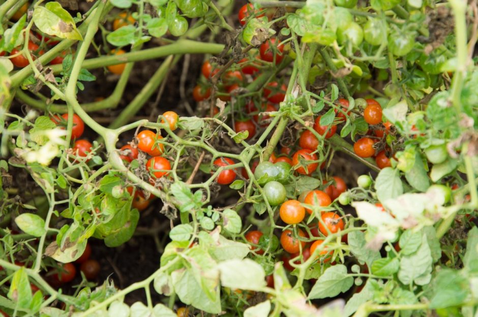 Kviečia vaikus pažinti juodus pomidorus, violetines bulves ir levandų kvapo mėtas