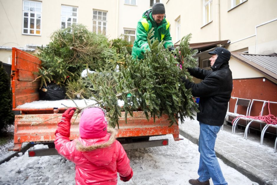 Skelbiamos vietos, kur Kaune bus galima palikti kalėdines eglutes