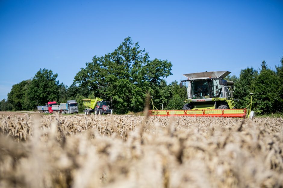 Ūkininkavimo sūpynės pakaunėje kyla į viršų