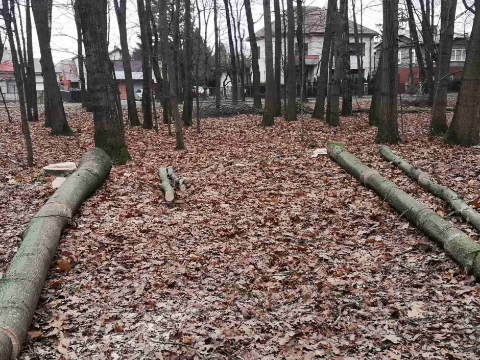 Sunerimo dėl Ąžuolyne pjaunamų medžių: laimė, neraminantys gandai nepasitvirtino