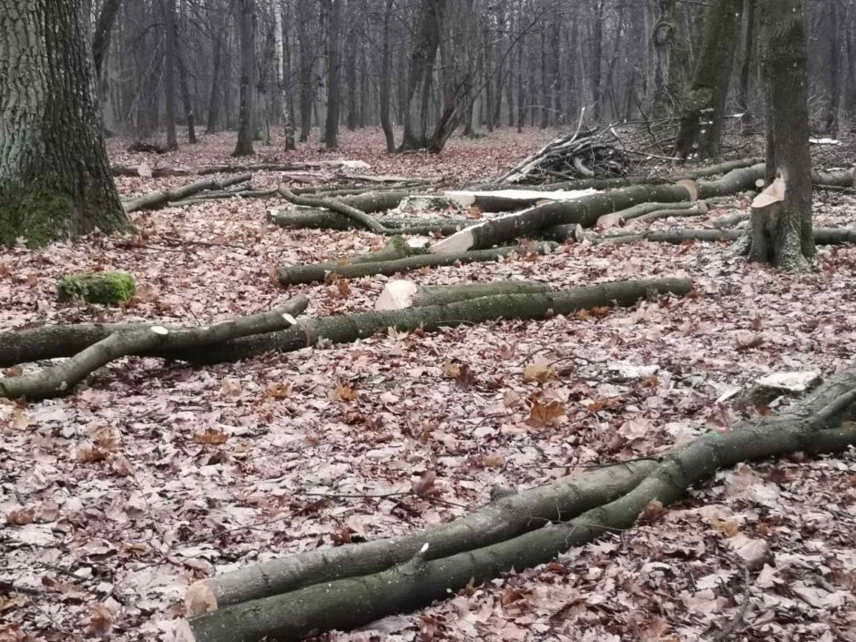 Sunerimo dėl Ąžuolyne pjaunamų medžių: laimė, neraminantys gandai nepasitvirtino