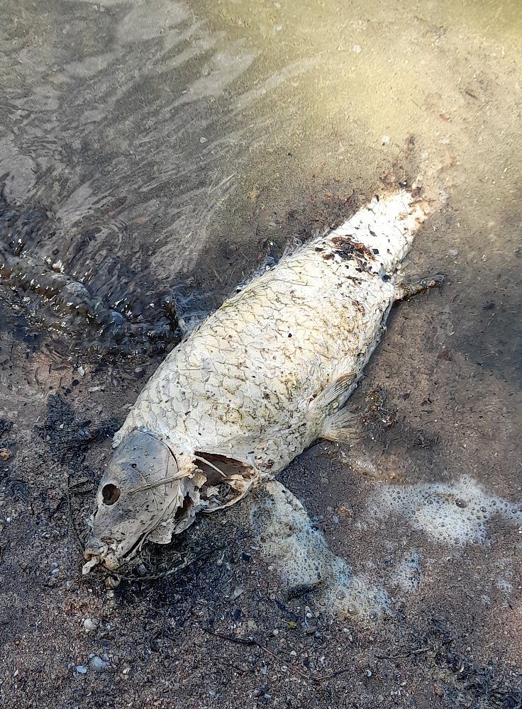 Kasmet Kauno mariose masiškai gaišta žuvys, bet taip ir lieka neaišku – kodėl?
