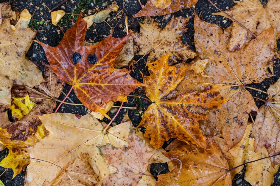 Susirūpino Kauno klevais: lapai nusėti dėmėmis