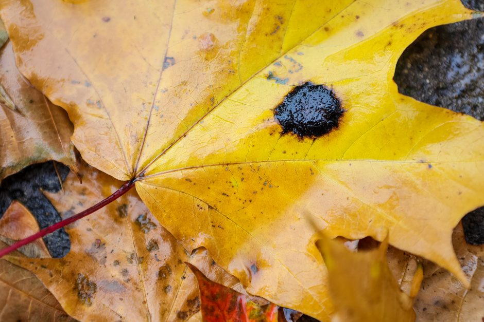 Susirūpino Kauno klevais: lapai nusėti dėmėmis