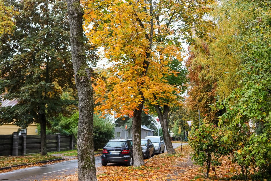 Susirūpino Kauno klevais: lapai nusėti dėmėmis