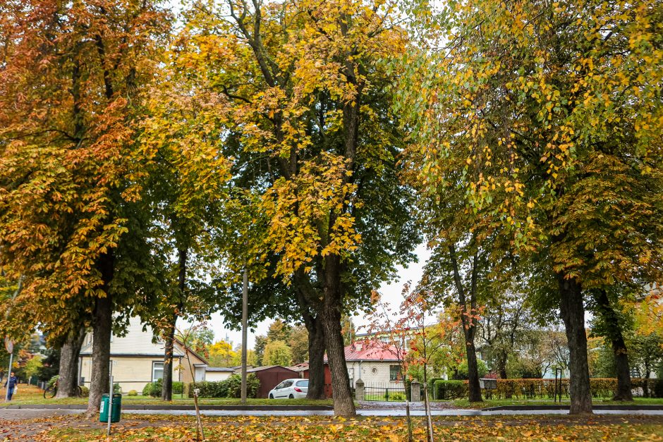 Susirūpino Kauno klevais: lapai nusėti dėmėmis