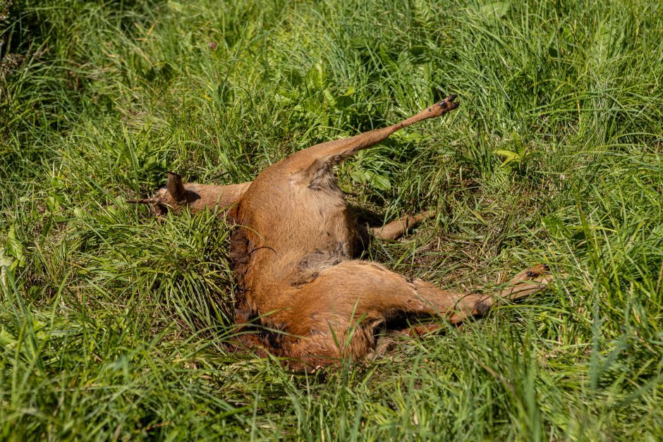 Dvokiančia stirnos gaišena jau pasirūpinta: ar žinotumėte, kur kreiptis?