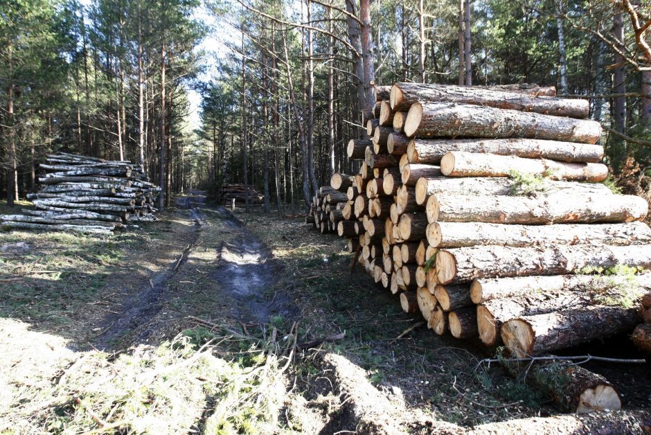 Varėnos rajone pavogta miško už 8 tūkst. eurų