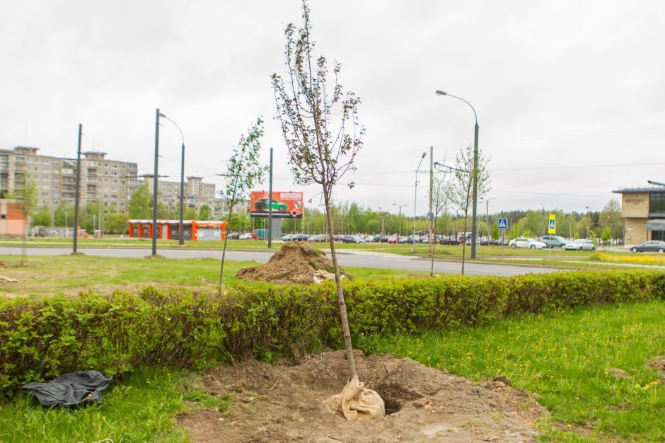 Medžių sodinimas žiedinėse sankryžose: pasisakė projekto rengėjai