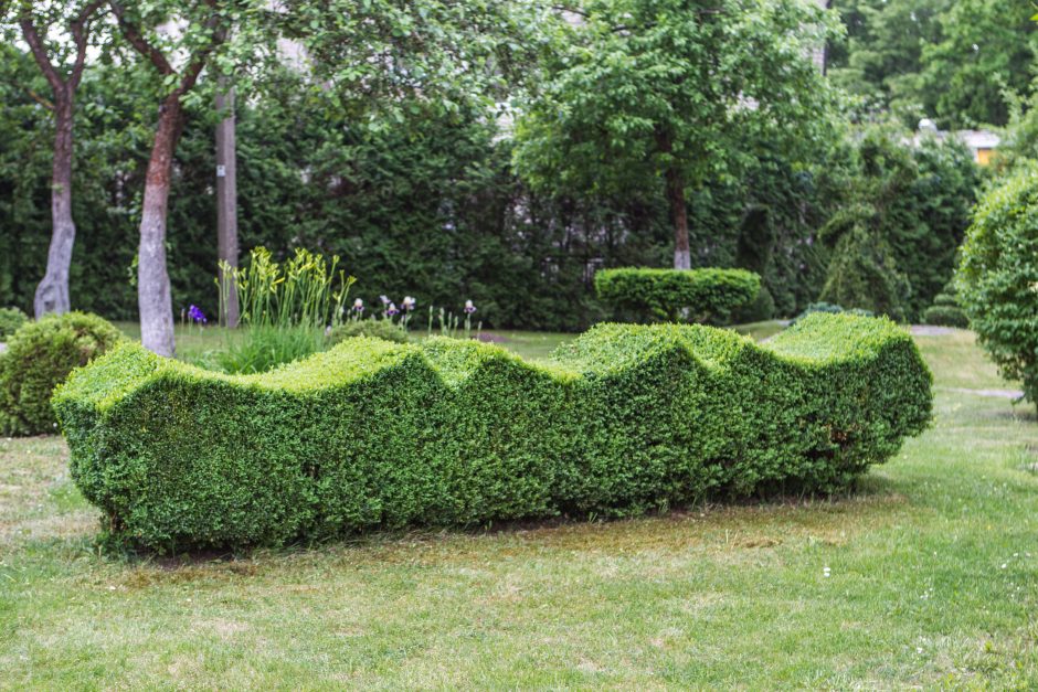 Menininkas: žaliosios skulptūros – augalų grožio ir žmogaus išmonės darna