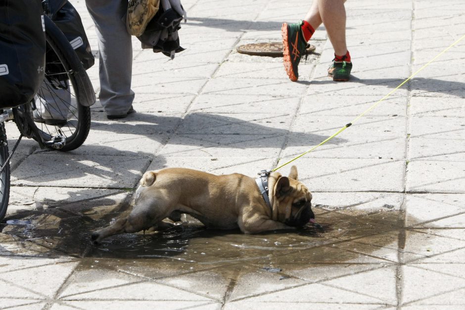 Karščiai ir didžiuliai gaisrai mūsų šiemet nebeužklups (eksperto įžvalgos)