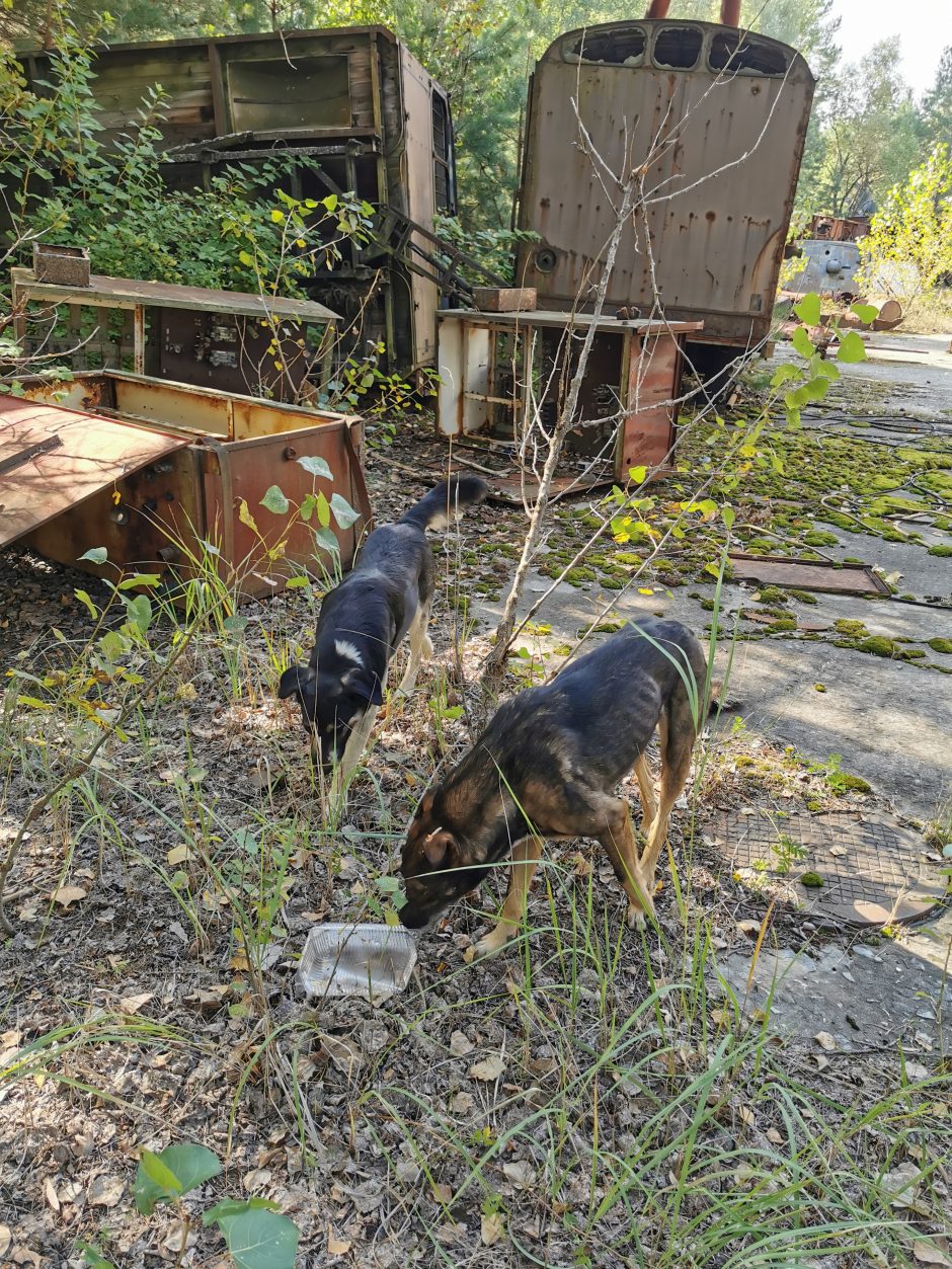 Černobylio zona – normalūs čia nevažiuoja