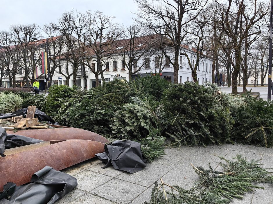 Išvežamos kalėdinės eglutės: teks palaukti, kol klombose pražys nauji žiedai