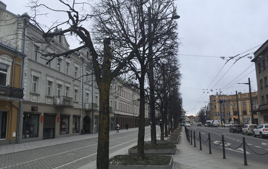 Šokiravo nugenėta Laisvės alėjos liepa: tiesiog išprievartavo medį