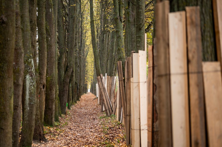 Liepų alėja Aleksote taps išskirtiniu gamtos kampeliu