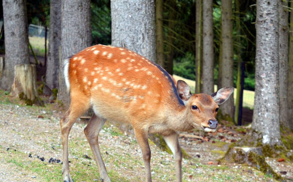 Į kelią išbėgusi stirna Kupiškyje sukėlė avariją  