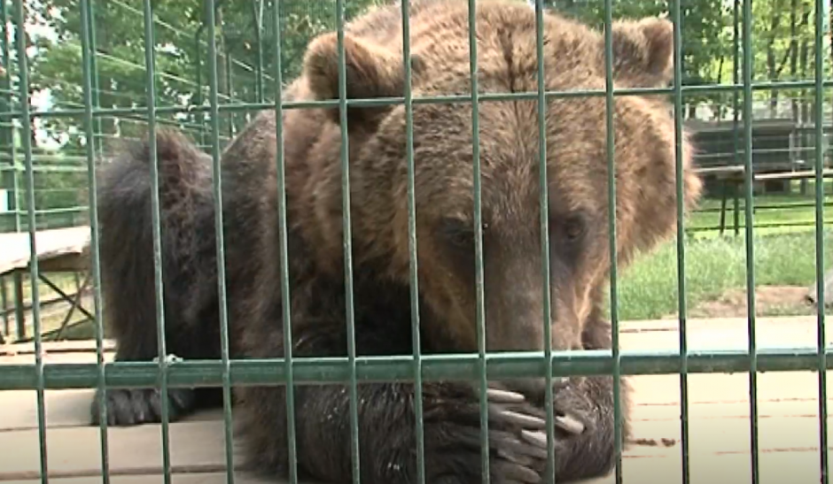 Apie neeilinę gyvūnų gelbėjimo operaciją: reaguoti reikėjo greitai, kad meškos neatsikeltų