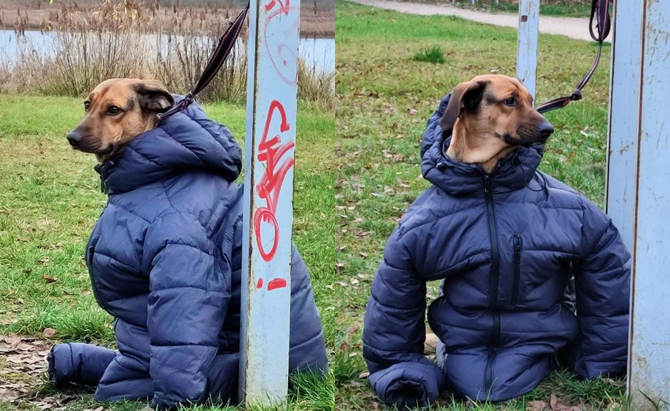 Šunį su žmogaus striuke pamatę internautai pašėlo: metų nuotrauka!