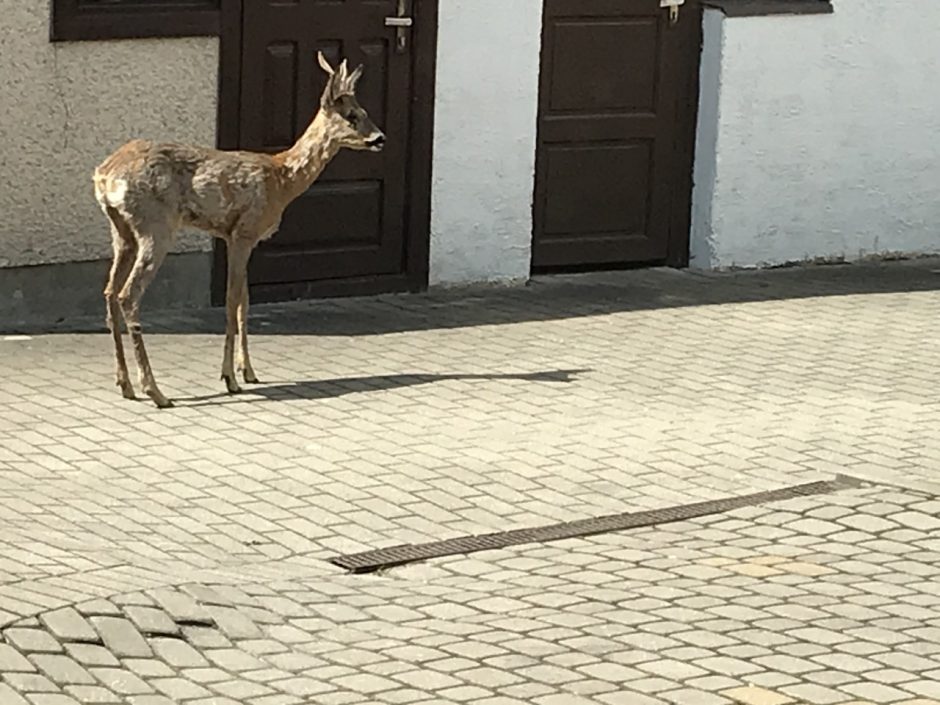 Gyventojus sutrikdė stirna Kauno centre: ką daryti? 