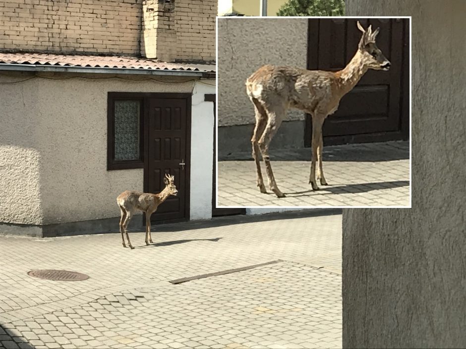 Gyventojus sutrikdė stirna Kauno centre: ką daryti? 