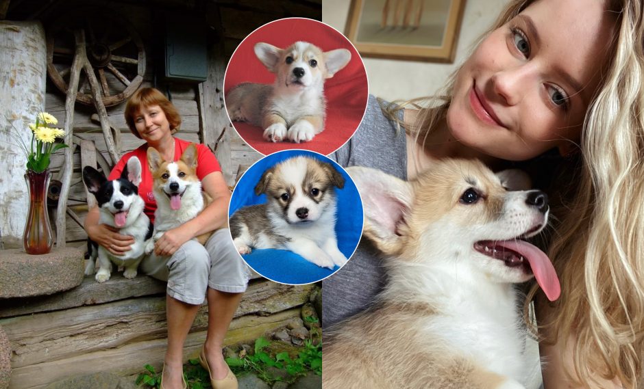 Valų korgiai į namus atneša laimę