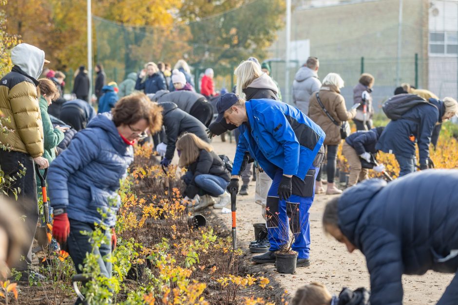 Sostinėje per rudeninę talką pasodinta per 3 tūkst. krūmų