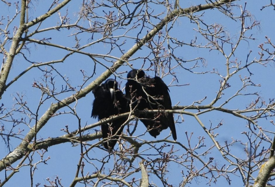 Vilniaus gyventojus puola varnos