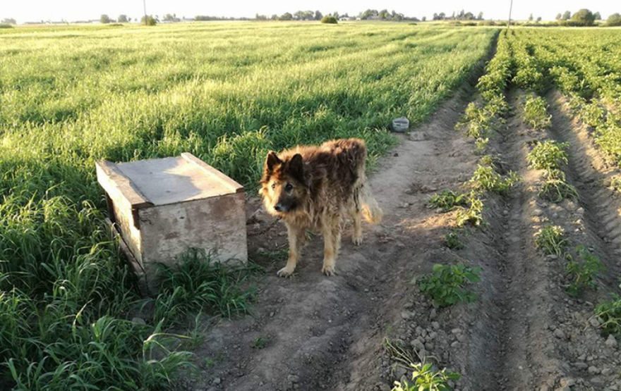 Gyvūnų draugai tapo sukčiais?