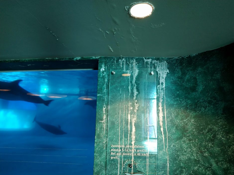Dėl tekančio vandens delfinariume – nerimas