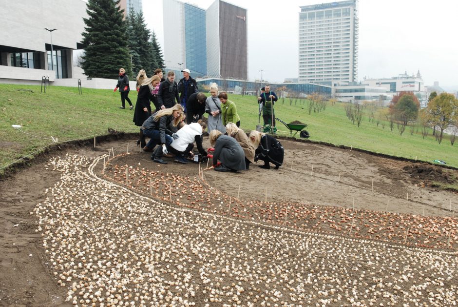 Iš Nyderlandų atkeliavusios tulpės pavasarį Vilniuje pražys Rožiniu kaspinu