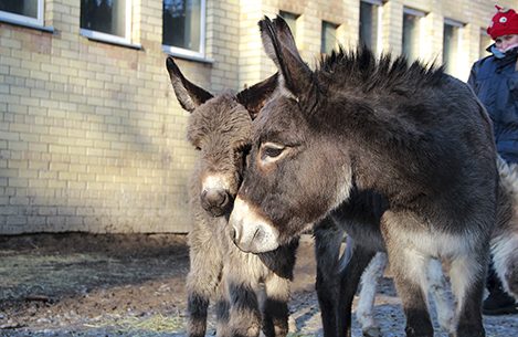 Žiemą padės išvaryti asilai