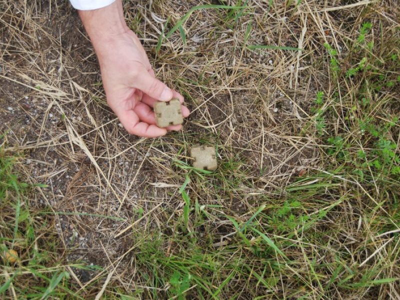 Nuo pasiutligės skiepys už simbolinį mokestį