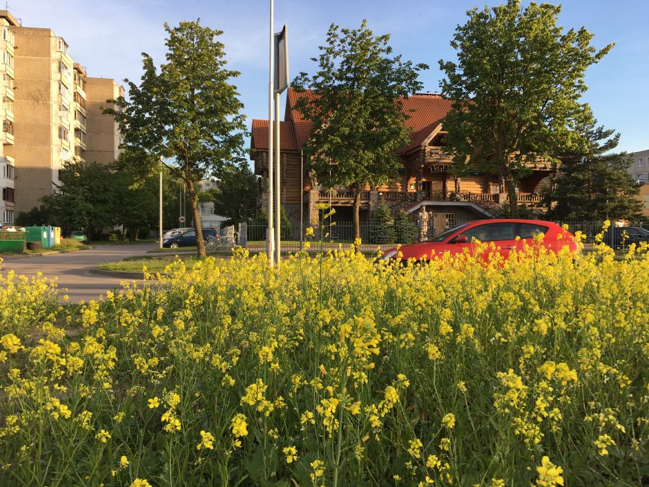 Kauniečiai juokiasi: Šiaurės prospekte sužėlė rapsai