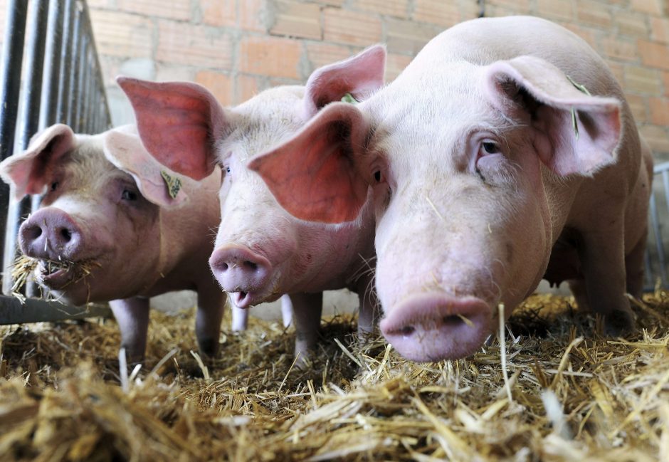Dėl kiaulių maro viename ūkyje nugaišinta daugiau kaip 50 kiaulių